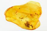 Three Fossil Aphid Nymphs and a Spider in Baltic Amber #278771-1